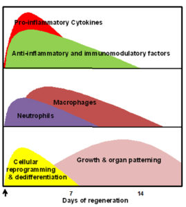 Fig. 1. Expression profiles after amputation (arrow) of cytokines and other inflammation-related factors, the major immune cells, and the major regeneration-specific events during the course of limb regeneration in larval amphibians.