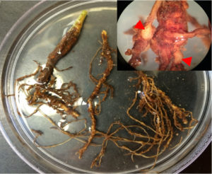 图1所示。棉花根侵染黑穗病。可见虫瘿，虫瘿中可见成年雌虫(箭头)。