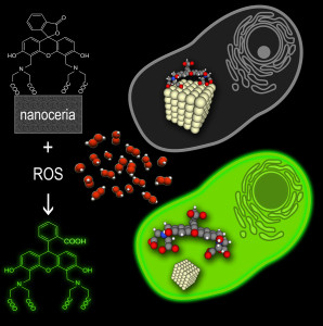 Fig. 1. Nanoceria-calcein complex is decomposed by ROS releasing luminescent dye.