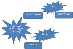 色氨酸代谢沿烟酸途径和血清素途径。