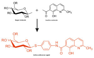 图1所示。一种非活性分子和单糖的结合产生了一种高活性的抗癌物质。