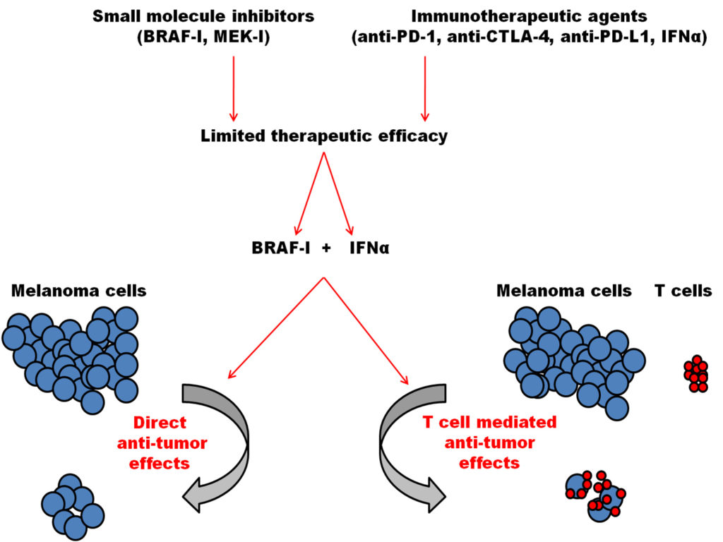 BRAF突变黑色素瘤细胞的治疗
