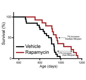Fig. 1. Intermittent administration of rapamycin extends lifespan. Survival curve of female mice administered rapamycin or vehicle every 5 days.