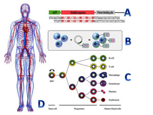 图1所示。细胞条形码利用随机或半随机的DNA序列(A)，将其连接到逆转录病毒或慢病毒载体上，用于修饰造血细胞的基因组(B)。这将允许将条形码从造血干细胞沿所有造血谱系传播(C)。理论上，这种条形码造血系统可以移植到人类或其他动物体内(D)，并用于实时监测造血过程。