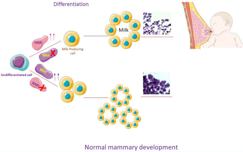 妊娠和哺乳期NMI在正常乳腺发育中的作用示意图。NMI缺失导致乳腺组织肺泡数量增加和不受控制的增生。