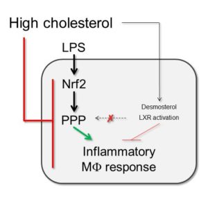 在高胆固醇环境下，抑制NRF2和戊糖磷酸通路可减少炎性巨噬细胞反应。低密度脂蛋白胆固醇摄取和泡沫细胞形成抑制NRF2和戊糖磷酸途径。与去氨甾醇介导的LXR激活一起，这抑制了泡沫巨噬细胞分泌的促炎介质，如IL-1、IL-6和一氧化氮。