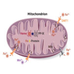 Metallurgy and the mitochondrion.