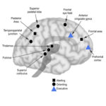 大脑Networks of Attention