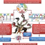 Diagrammatic representation of how compensatory angiogenic mechanisms are driven by redendent proangiogenic signalling