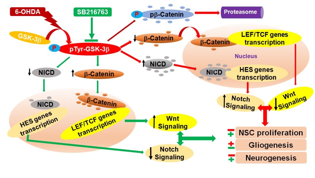 GSK-3 beta: a therapeutic target for Parkinson’s disease