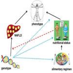 Relationship between genetype, phenothype and diet in the NAFLD context