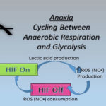 link between aerobic respiration and anaerobic respiration