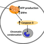 mitochondrial function by the endocannabinoid system