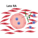 Fibroblast effects on leukocytes