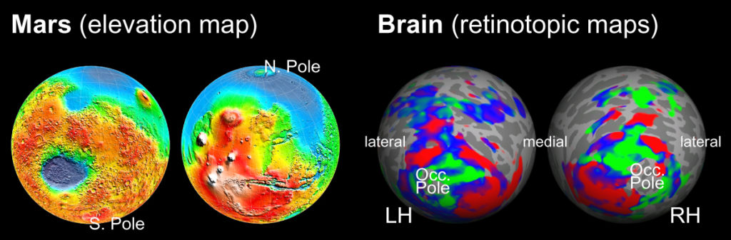 构建一个类似谷歌地球的功能性大脑图谱