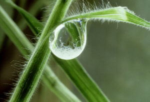 Parasite larvae in dew drop on grass