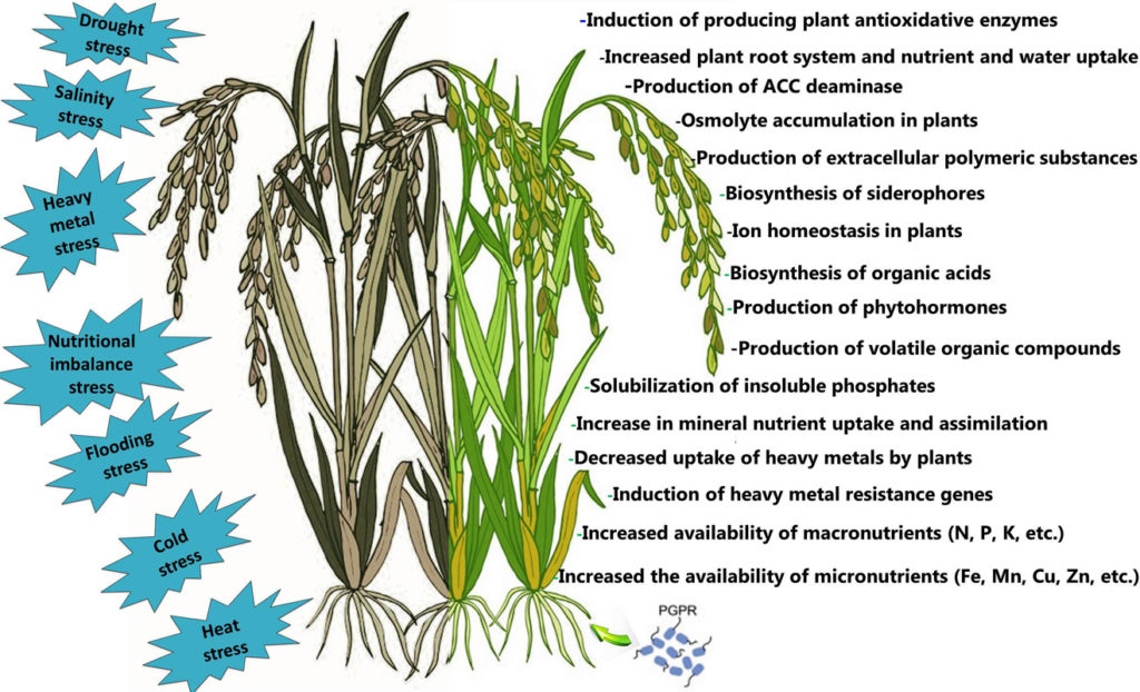 PGPR缓解植物非生物胁迫的一些作用机制