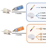 Can glucose or fructose consumption impair memory