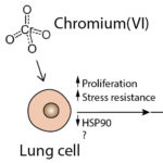 How does chromium cause lung cancer