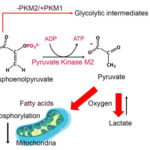 Pyruvate kinase M2 isoform regulates photoreceptor structure