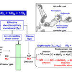 Schematic presentation of CO and NO transfer