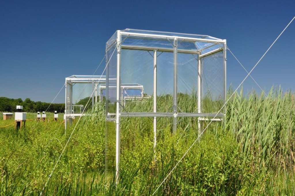 Elevated carbon dioxide chambers at the Global Change Research Wetland