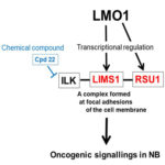 LMO1 regulates a novel oncogenic pathway druggable for neuroblastoma
