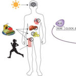 分子生物钟和组织特异性时钟