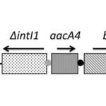 Schematic representation of integrons containing the blaBEL-1 gene