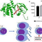 The protein kinase inhibitor imatinib