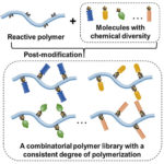 反应性聚合物后修饰合成组合聚合物文库的示意图，以优化治疗递送聚合物。