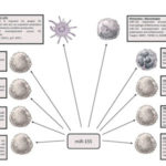 miR-146和miR-155，免疫反应和致癌转化的两个关键调节剂