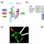 Artificial stimulation of the cochlea.