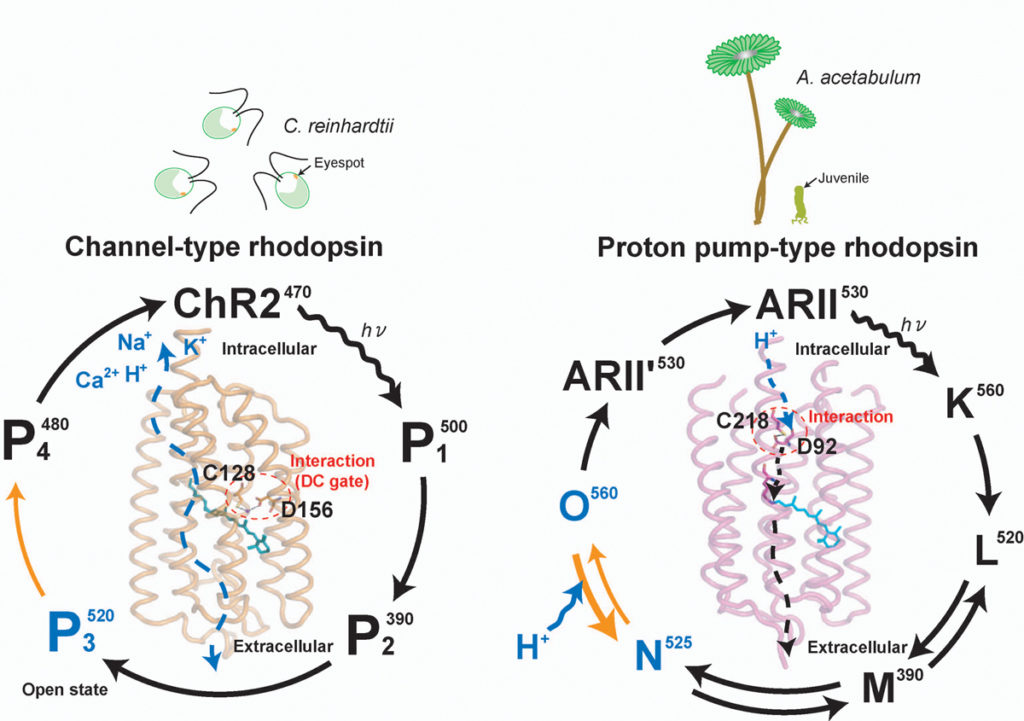 proton-pump type microbial rhodopsins