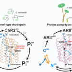 proton-pump type microbial rhodopsins