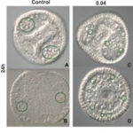 海胆胚胎采用的分子防御以应对镍