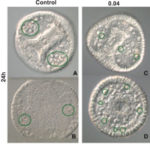 Molecular defense adopted by sea urchin embryos to cope with Nickel