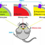 The voltage-gated potassium channel, Kv1.3, at the crossroads of glial functions in glioma