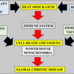 Heat, Diet and Lifestyles control Longevity in Animals and Man