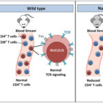 模型显示Nup210消融对小鼠CD4 T淋巴细胞的影响