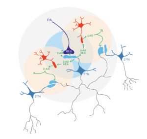 神经元-星形细胞-神经元双向示意图。manbetx登录下载科学地图集