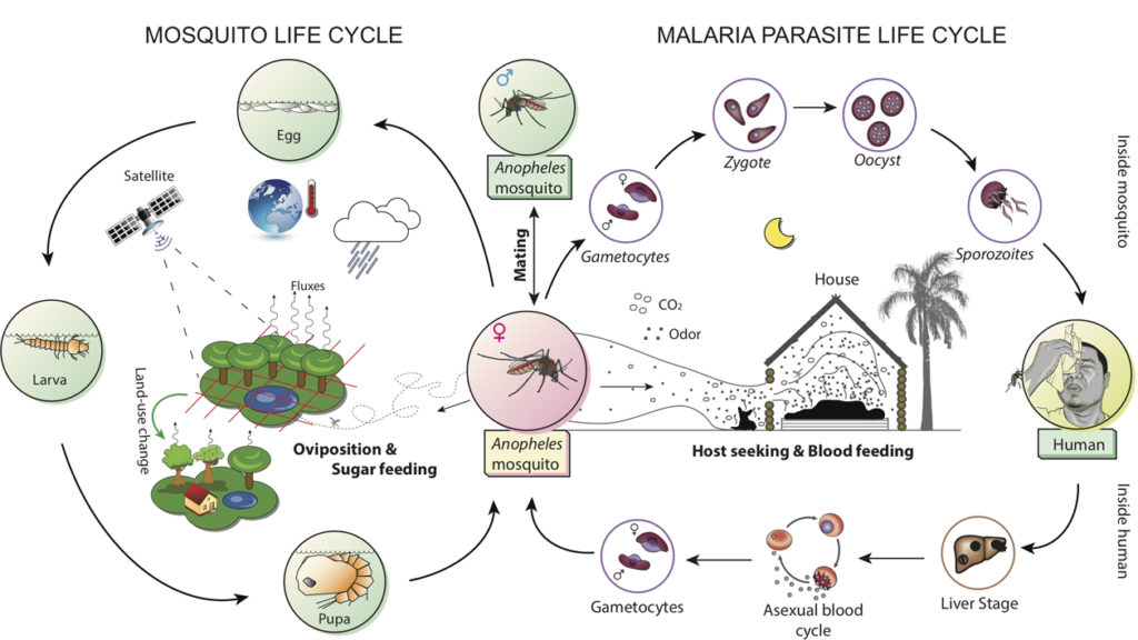 按蚊和疟原虫的生命周期。manbetx登录下载科学地图集