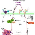 Schematic representation of monocyte responses to Campylobacter jejuni lysates. AoS