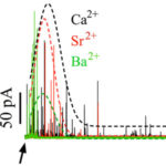 Secretory responses induced by divalent cations in permeabilized chromaffin cells. AoS