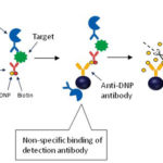 Ultrasensitive enzyme immunoassay by immune complex transfer method