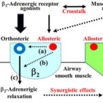 Ca2+ dynamics and allosterism in synergistic. AoS