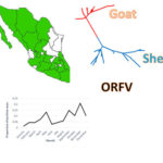 Parapoxvirus species in Mexico. AoS