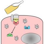 Alcohol contribute to viral liver infections. Atlas of Science