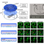 Exploring early mechanotransduction responses. AoS