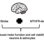 我们的基因的变化如何影响outc吗ome after stroke. Atlas of Science